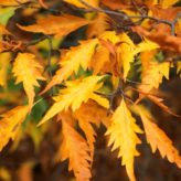Autumn leaves at Fulham Palace