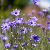 Talk on Floral Box arrangement at Fulham Palace