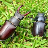 Stage Beetles, subject of talk at Fulham Palace