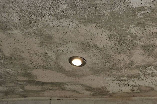 Mould on the ceiling of the Westville Road flat 